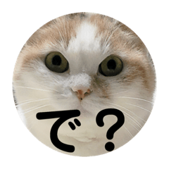 [LINEスタンプ] ときどきツンデレ 