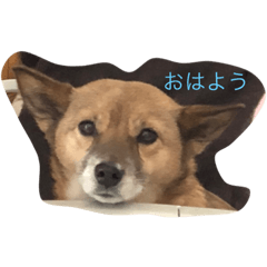 [LINEスタンプ] マロスタンプ ミックス犬 