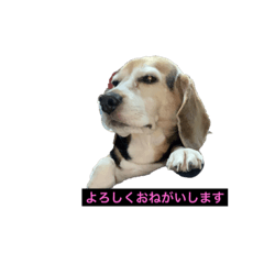 [LINEスタンプ] ちぃっぷ2 