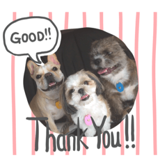 [LINEスタンプ] ひびちゃんちdogs