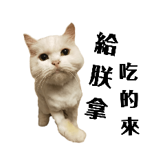 [LINEスタンプ] ねこ話し