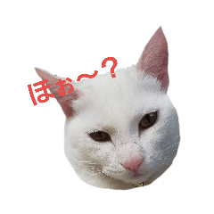 [LINEスタンプ] 白猫ゆきさん