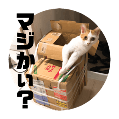 [LINEスタンプ] ビスコのスタンプ「子猫の言い分Part4」