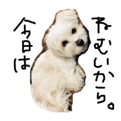 [LINEスタンプ] 白い犬(キャバリアとビジョンMIX)