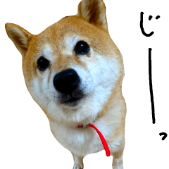 [LINEスタンプ] 豆柴ぴた子のスタンプ