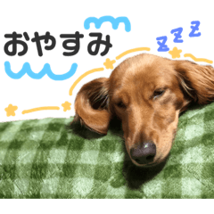 [LINEスタンプ] 兄弟ミニチュアダックスフンドのスタンプ