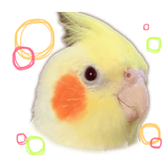 [LINEスタンプ] ぽこちゃんの日常 