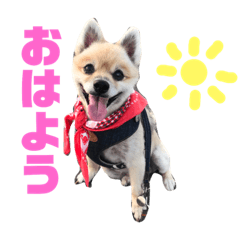 [LINEスタンプ] ポメラニアンモコ 