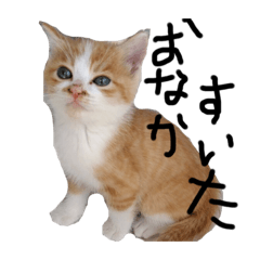 [LINEスタンプ] 猫88 