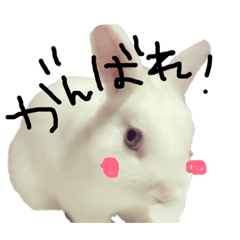 [LINEスタンプ] 我が家の動物達❤︎ fetchpriority=high