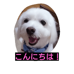 [LINEスタンプ] いずみ 
