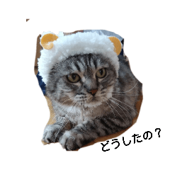 [LINEスタンプ] アップルキャット 