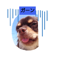 [LINEスタンプ] チワワの寛邦君