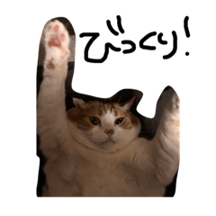 [LINEスタンプ] デブ猫タマ