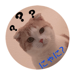 [LINEスタンプ] 猫のちいさん