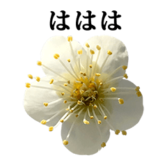 [LINEスタンプ] 梅の花 白 2 文字