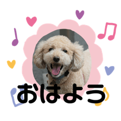 [LINEスタンプ] ミックス犬(青森県産まれ)
