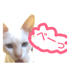 [LINEスタンプ] こねこ ゆきすみ 2