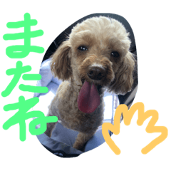 [LINEスタンプ] 愛犬こはるちゃん