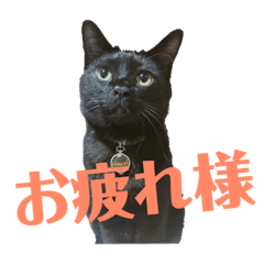 [LINEスタンプ] ごーちくもーちゃん2