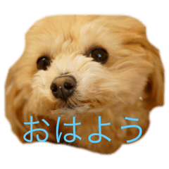 [LINEスタンプ] こあ。犬
