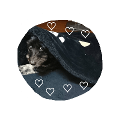 [LINEスタンプ] くうちゃんとこむぎのスタンプです♪