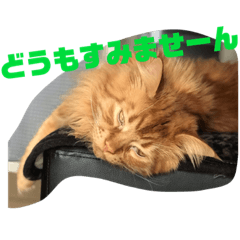 [LINEスタンプ] メインクーンのライ君 2