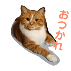 [LINEスタンプ] にゃんだふるにゃんず