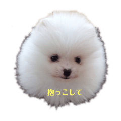 [LINEスタンプ] ポちゃんの気持ち