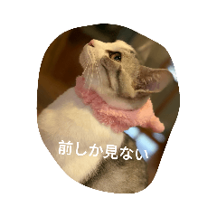 [LINEスタンプ] 猫の生活 日本2