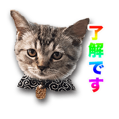 [LINEスタンプ] ビーはなトラの写真スタンプ
