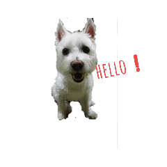 [LINEスタンプ] 白犬 ぽっくん