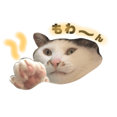 [LINEスタンプ] ニャゴちゃんスタンプ