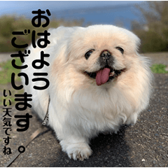 [LINEスタンプ] 毎日使えるペキニーズ【仕立屋甚五郎】