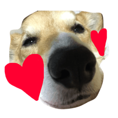 [LINEスタンプ] コーギー犬福ちゃん