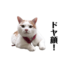 [LINEスタンプ] 長尾家のきなこ