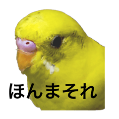 [LINEスタンプ] ひよこの画像スタンプ