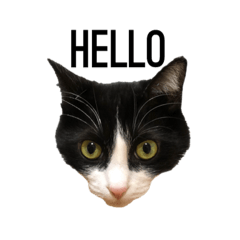 [LINEスタンプ] フィガロ 写真スタンプ