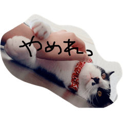 [LINEスタンプ] しまろんとちゃこ