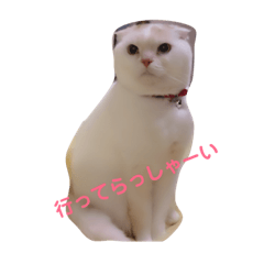 [LINEスタンプ] スコティッシュフォールド  拓