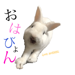 [LINEスタンプ] うさぎのririくん  2