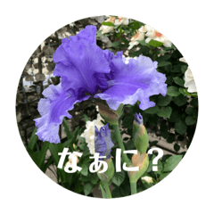 [LINEスタンプ] 実写 花とよく使うメッセージ