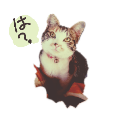 [LINEスタンプ] おうちにゃん