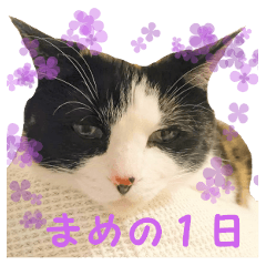 [LINEスタンプ] 三毛猫まめの1日