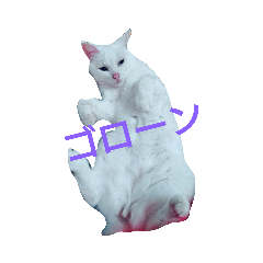 [LINEスタンプ] リアル白猫の気持ち
