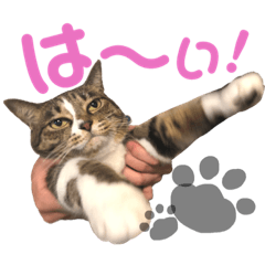 [LINEスタンプ] みんとさんは喋る