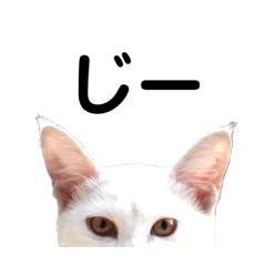 [LINEスタンプ] 白猫コメコのつぶやき