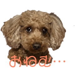 [LINEスタンプ] トイプードルのパピちゃん
