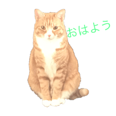 [LINEスタンプ] 猫のRENA