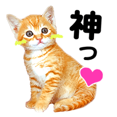 [LINEスタンプ] ほめ言葉とかわいい猫の写真スタンプ。便利の画像（メイン）